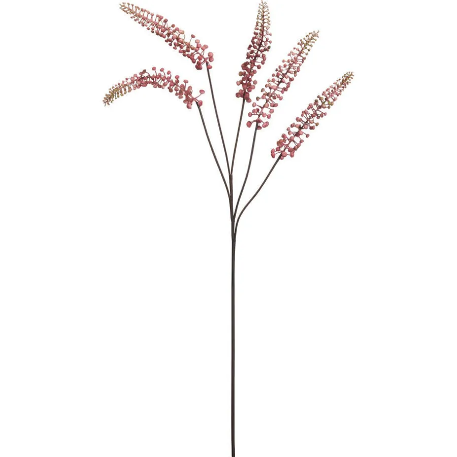 Bloem Phytolacca^ Discount